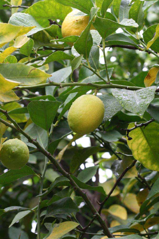              Fruit (Riverside, CA)       